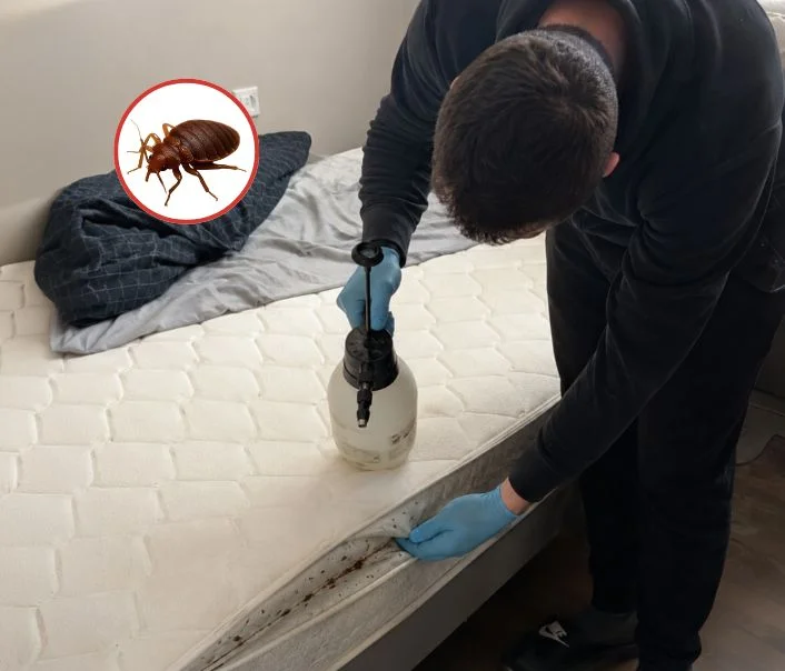 Technicien traitant un matelas contre les punaises de lit à Lizy-sur-Ourcq